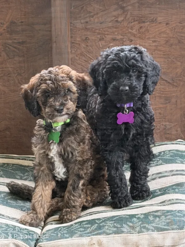 Ember - Brindle w/white – Poodle - Miniature , Poodle - Standard  puppy for sale in Portland, ME
