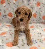 🐶 AKC Moyen “Belle” 🐶 , a female Poodle - Miniature  and Poodle - Standard  for sale in Portland, ME – 6 of 9