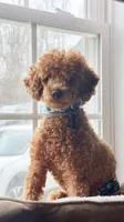 🐶 AKC Moyen “Belle” 🐶 , a female Poodle - Miniature  and Poodle - Standard  for sale in Portland, ME – 8 of 9