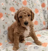 AKC Moyen Male 💙 “Jasper”, a male Poodle - Standard  for sale in Portland, ME – 2 of 6