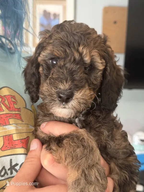 Ember 🐩 Moyen Poodle – Poodle - Miniature , Poodle - Standard  puppy for sale in Portland, ME