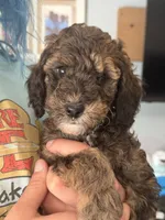 Ember 🐩 Moyen Poodle, a female Poodle - Miniature  and Poodle - Standard  for sale in Portland, ME – 1 of 6