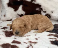 Violet’s Pink Ribbon, a female Poodle - Miniature  for sale in Readfield, ME – 1 of 8