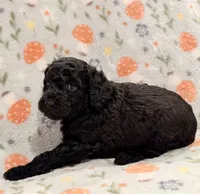🐩 AKC Moyen Girl - “Rosie”, a female Poodle - Standard  for sale in Portland, ME – 1 of 5