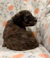 AKC Moyen Girl - 🐶 Ember 🐶, a female Poodle - Standard  for sale in Portland, ME – 2 of 6