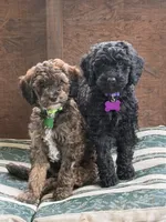 Green Collar, a male Poodle - Miniature  and Poodle - Standard  for sale in Portland, ME – 1 of 1