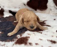 Violet’s Pink Ribbon, a female Poodle - Miniature  for sale in Readfield, ME – 2 of 8