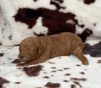 Violet’s Red Girl, a female Poodle - Miniature  for sale in Readfield, ME – 3 of 7