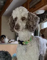 Maxwell, a male Poodle - Miniature  for sale in Grand Forks, ND – 4 of 4