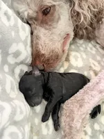 AKC Reg.. Maxwell, a male Poodle - Standard  for sale in Portland, ME – 2 of 4