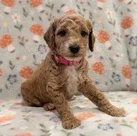 🐶 AKC Moyen “Belle” 🐶 , a female Poodle - Miniature  and Poodle - Standard  for sale in Portland, ME – 5 of 9