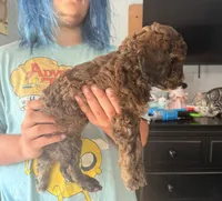 Ember 🐩 Moyen Poodle, a female Poodle - Miniature  and Poodle - Standard  for sale in Portland, ME – 4 of 6