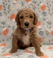 AKC Moyen Male 💙 “Jasper”, a male Poodle - Standard  for sale in Portland, ME – 4 of 6
