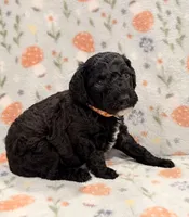 AKC MOYEN Male - “River” ❤️, a male Poodle - Standard  for sale in Portland, ME – 4 of 6