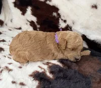 Violet’s Purple Ribbon Girl, a female Poodle - Miniature  for sale in Readfield, ME – 3 of 7