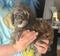 Ember 🐩 Moyen Poodle, a female Poodle - Miniature  and Poodle - Standard  for sale in Portland, ME – 5 of 6