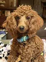 Maxwell, a male Poodle - Miniature  for sale in Grand Forks, ND – 3 of 4