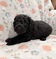 🐩 AKC Moyen Girl - “Rosie”, a female Poodle - Standard  for sale in Portland, ME – 3 of 5