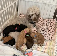 🐩 (Moyen) AKC Reg.. Maxwell 🐶 , a male Poodle - Miniature  for sale in Portland, ME – 7 of 8