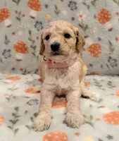 🩷 AKC Moyen Girl - “Skye” 🩷, a female Poodle - Standard  for sale in Portland, ME – 3 of 6