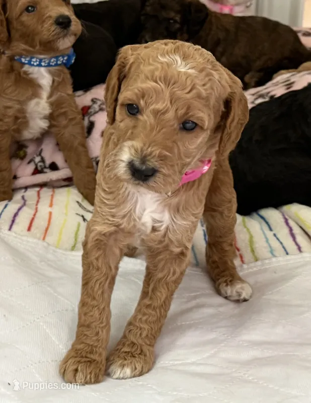 🐶 AKC Moyen “Belle” 🐶  – Poodle - Standard  puppy for sale in Portland, ME