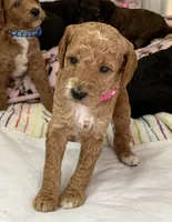 🐶 AKC Moyen “Belle” 🐶 , a female Poodle - Standard  for sale in Portland, ME – 1 of 4