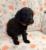 💙 AKC MOYEN- “Maxx” Male 💙, a male Poodle - Standard  for sale in Portland, ME – 3 of 5