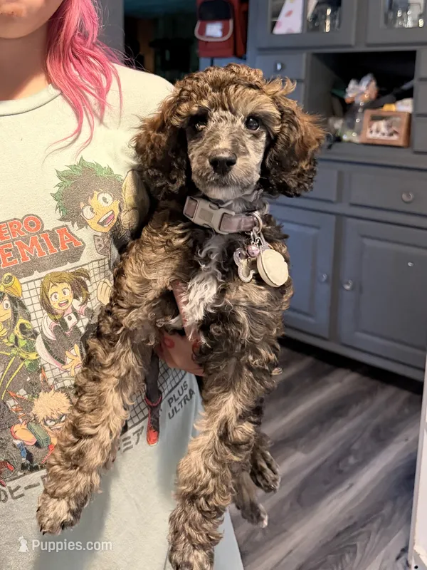 Ember - Brindle w/white – Poodle - Standard  puppy for sale in Readfield, ME