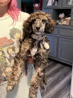 Ember - Brindle w/white, a female Poodle - Standard  for sale in Readfield, ME – 1 of 1