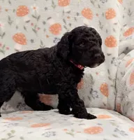 💙 AKC MOYEN- “Maxx” Male 💙, a male Poodle - Standard  for sale in Portland, ME – 1 of 5