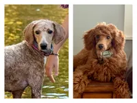 Violet’s Red Girl, a female Poodle - Miniature  for sale in Readfield, ME – 7 of 7