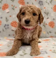 🐶 AKC Moyen “Belle” 🐶 , a female Poodle - Miniature  and Poodle - Standard  for sale in Portland, ME – 1 of 9