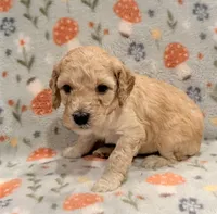 🩷 AKC Moyen Girl - “Skye” 🩷, a female Poodle - Standard  for sale in Portland, ME – 4 of 6