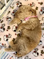 🐩 (Moyen) AKC Reg.. Maxwell 🐶 , a male Poodle - Miniature  for sale in Portland, ME – 6 of 8