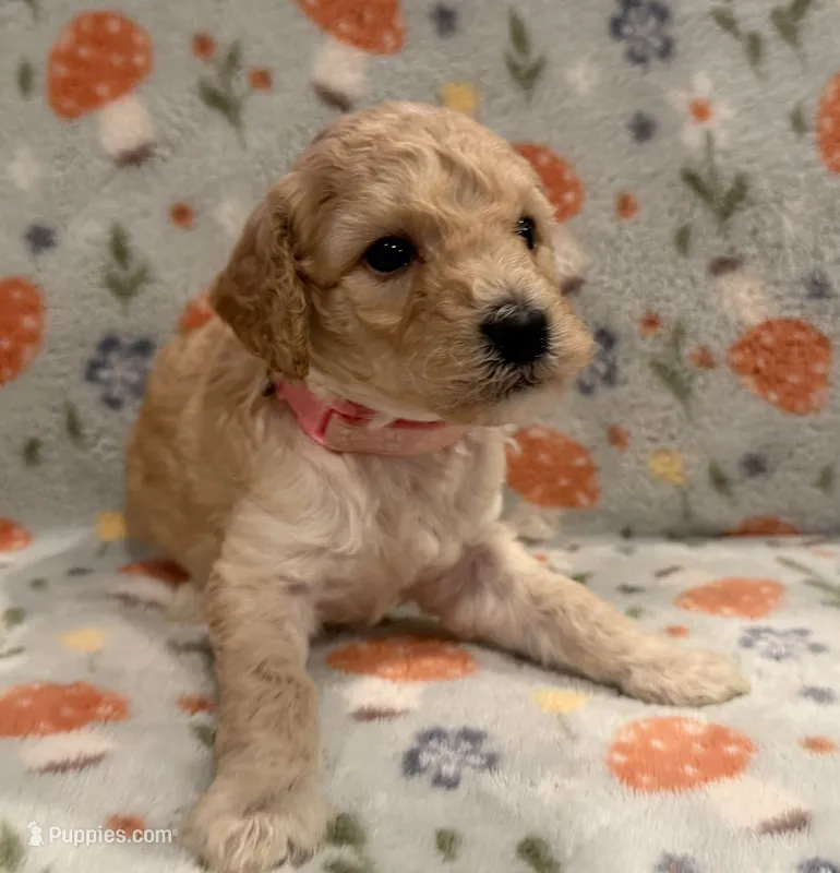 🩷 AKC Moyen Girl - “Skye” 🩷 – Poodle - Standard  puppy for sale in Portland, ME