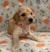 🩷 AKC Moyen Girl - “Skye” 🩷, a female Poodle - Standard  for sale in Portland, ME – 1 of 6