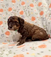 AKC Moyen Girl - 🐶 Ember 🐶, a female Poodle - Standard  for sale in Portland, ME – 4 of 6