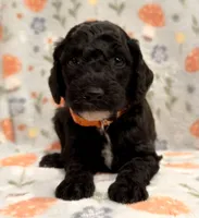 AKC MOYEN Male - “River” ❤️, a male Poodle - Standard  for sale in Portland, ME – 3 of 6