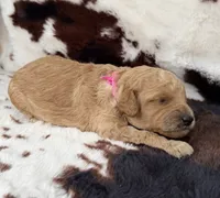 Violet’s Pink Ribbon, a female Poodle - Miniature  for sale in Readfield, ME – 4 of 8