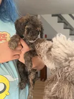 Ember 🐩 Moyen Poodle, a female Poodle - Miniature  and Poodle - Standard  for sale in Portland, ME – 3 of 6