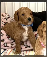 🐶 AKC Moyen “Belle” 🐶 , a female Poodle - Standard  for sale in Portland, ME – 4 of 4