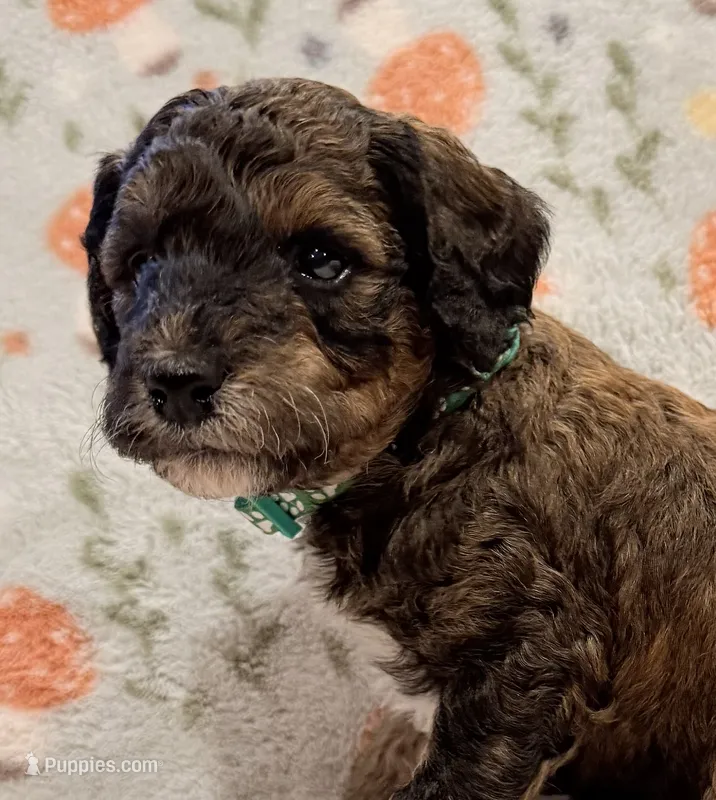 AKC Moyen Girl - 🐶 Ember 🐶 – Poodle - Standard  puppy for sale in Portland, ME