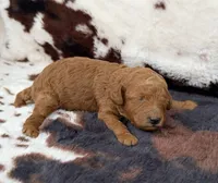 Violet’s Red Girl, a female Poodle - Miniature  for sale in Readfield, ME – 1 of 7