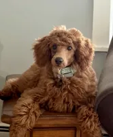 AKC Reg.. Maxwell, a male Poodle - Miniature  for sale in Portland, ME – 4 of 4