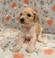 🩷 AKC Moyen Girl - “Skye” 🩷, a female Poodle - Standard  for sale in Portland, ME – 2 of 6