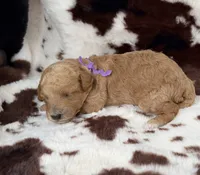 Violet’s Purple Ribbon Girl, a female Poodle - Miniature  for sale in Readfield, ME – 2 of 7