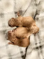 Violet’s Red Girl, a female Poodle - Miniature  for sale in Readfield, ME – 6 of 7