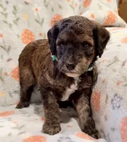 AKC Moyen Girl - 🐶 Ember 🐶, a female Poodle - Standard  for sale in Portland, ME – 3 of 6