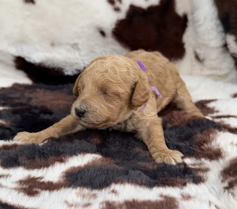 Violet’s Purple Ribbon Girl – Poodle - Miniature  puppy for sale in Readfield, ME