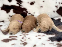 Violet’s Pink Ribbon, a female Poodle - Miniature  for sale in Readfield, ME – 6 of 8